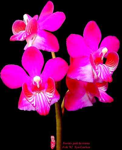 Doritis pulcherrima buysonniana